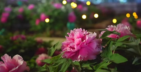 【寵粉互動(dòng)】結(jié)果揭曉！快來(lái)欣賞粉絲們的“大作”！